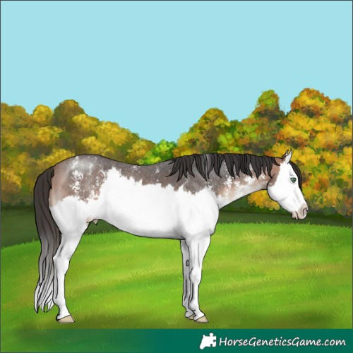 Horse Color:Bay Mushroom Sabino Splash 