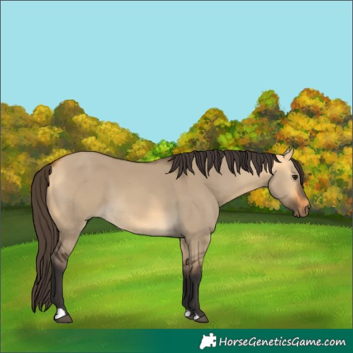 Horse Color:Buckskin Dun 