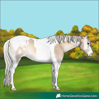 Horse Color:Silver Bay Onyx Tobiano Blanket