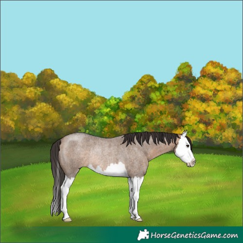 Horse Color:Bay Roan Dun Splash Rabicano 