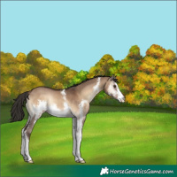 Horse Color:Liver Red Dun Onyx Sabino Rabicano 
