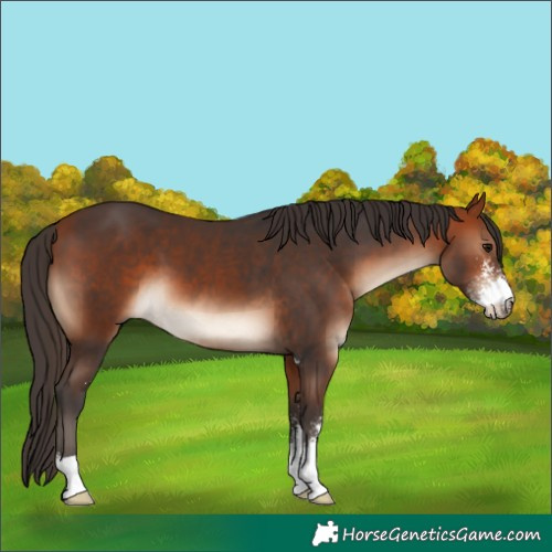 Horse Color:Bay Sabino