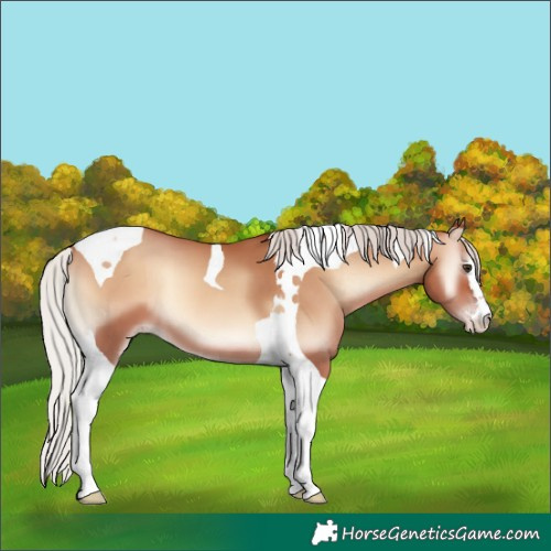 Horse Color:Silver Amber Champagne Onyx Tobiano
