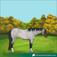 Horse Color:Brown Roan Rabicano