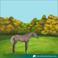 Horse Color:Silver Grullo Rabicano 