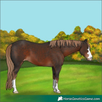 Horse Color:Liver Chestnut Appaloosa