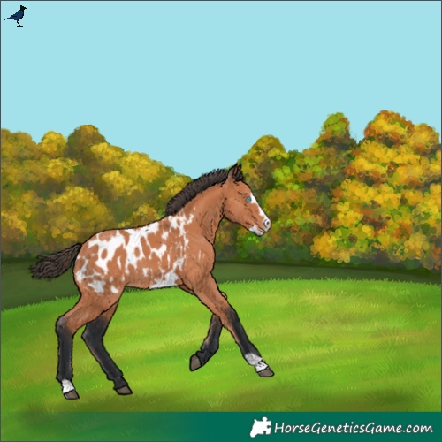 Horse Color:Bay Frame Appaloosa