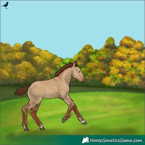 Horse Color:Gray Red Dun Rabicano