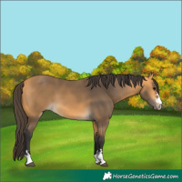 Horse Color:Buckskin