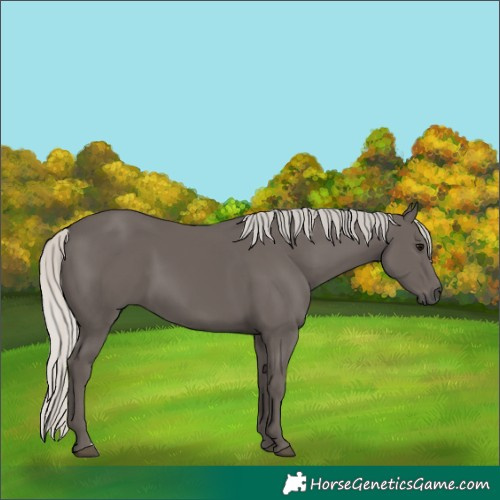 Horse Color:Silver Smoky Black