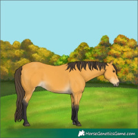 Horse Color:Buckskin