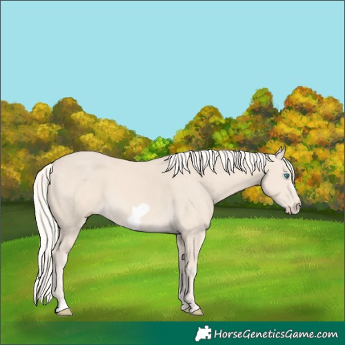 Horse Color:Cremello Frame