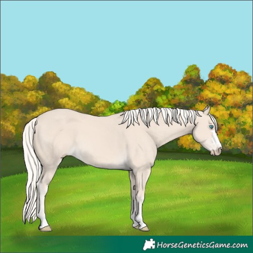 Horse Color:Cremello 