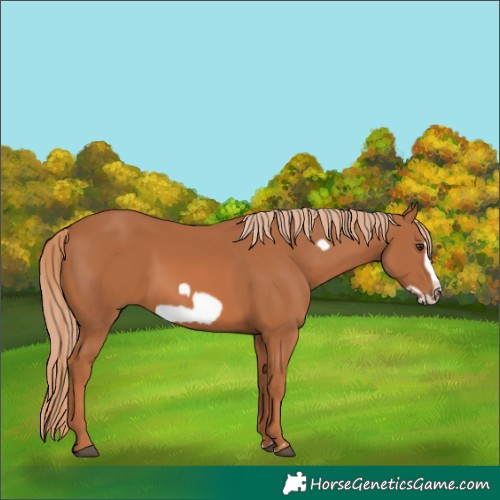 Horse Color:Chestnut Frame