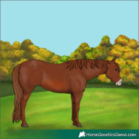 Horse Color:Chestnut Frame