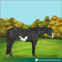 Horse Color:Black Frame