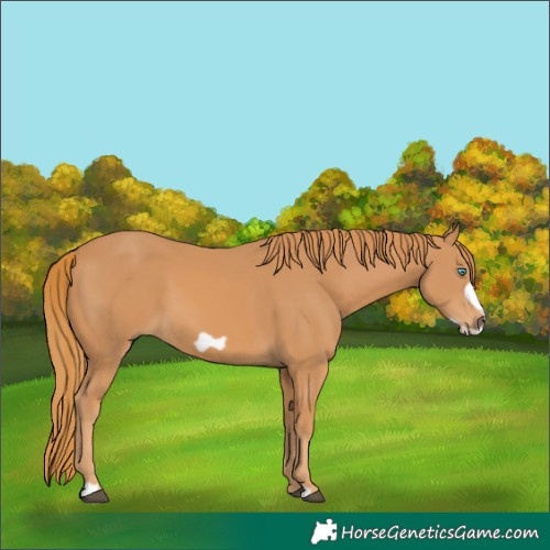 Horse Color:Chestnut Frame