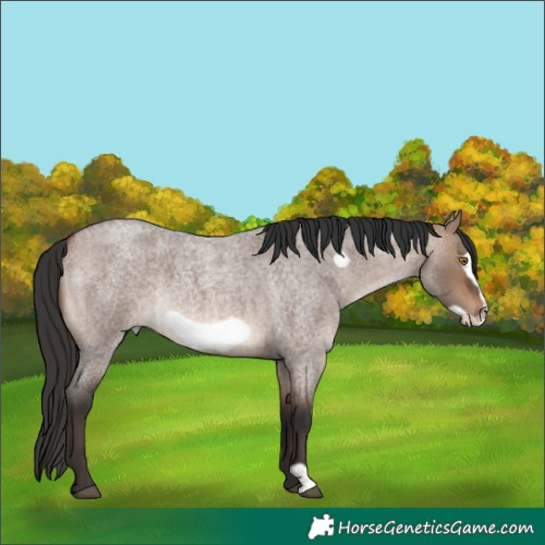 Horse Color:Brown Roan Dun Frame