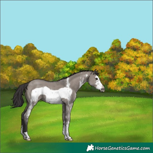 Horse Color:Smoky Grullo Sabino Frame 