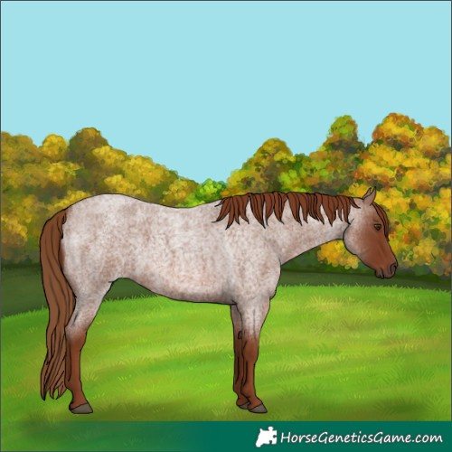 Horse Color:Unknown 