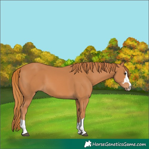 Horse Color:Unknown 