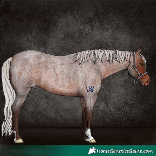 Horse Color:Silver Brown Roan Varnish 