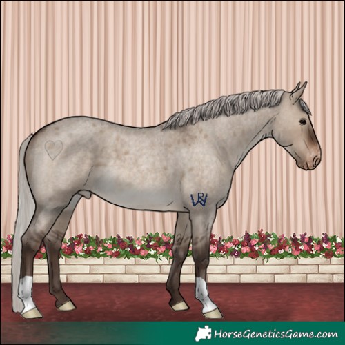 Horse Color:Silver Brown Roan Dun Appaloosa