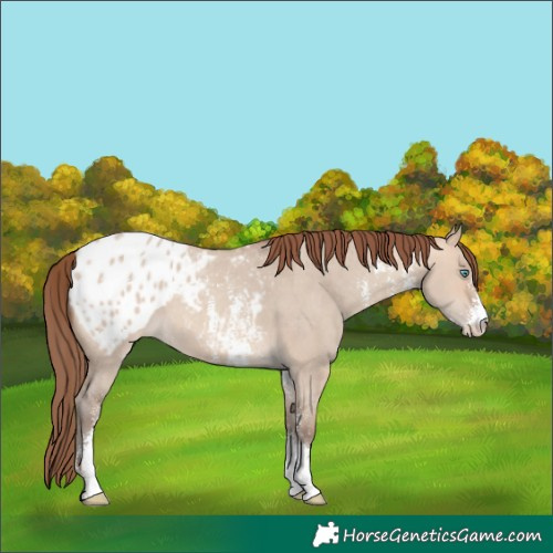 Horse Color:Amber Champagne Dun Sabino Appaloosa 