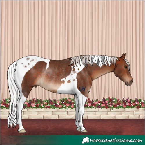 Horse Color:Silver Brown Tobiano Rabicano 