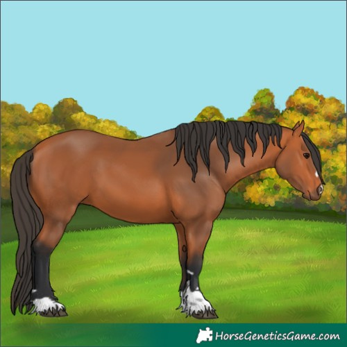Horse Color:Bay 
