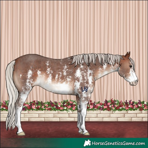 Horse Color:Silver Brown Sabino Appaloosa 