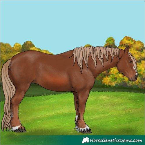 Horse Color:Chestnut 