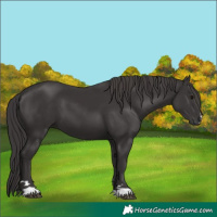Horse Color:Smoky Black