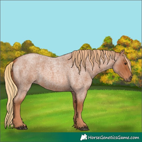 Horse Color:Red Roan