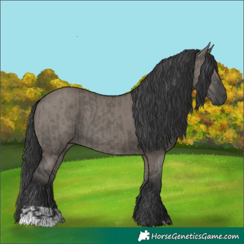 Horse Color:Grullo  and Grullo 