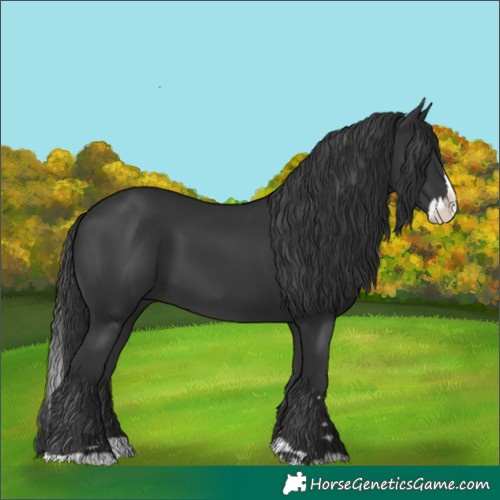 Horse Color:Black Splash 