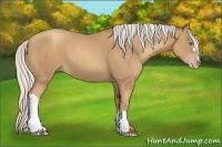 Horse Color:Silver Classic Champagne 