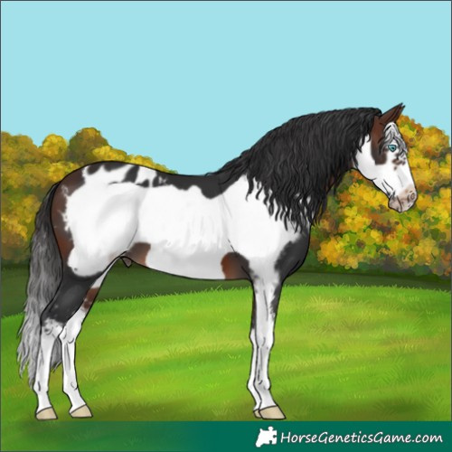 Horse Color:Brown Sabino Frame Appaloosa 