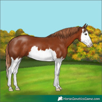 Horse Color:Chestnut Splash