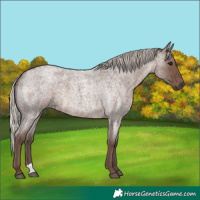 Horse Color:Silver Blue Roan 