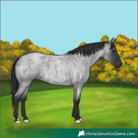 Horse Color:Blue Roan 