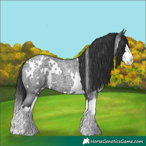 Horse Color:White Spotted Blue Roan Splash 