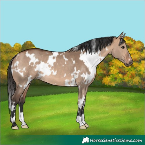 Horse Color:White Spotted Bay Dun