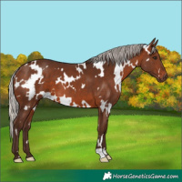 Horse Color:White Spotted Silver Brown