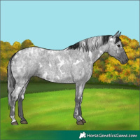 Horse Color:White Spotted Blue Ice Roan 