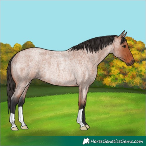 Horse Color:Bay Roan Rabicano