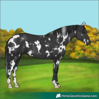Horse Color:White Spotted Black