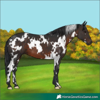 Horse Color:White Spotted Brown 