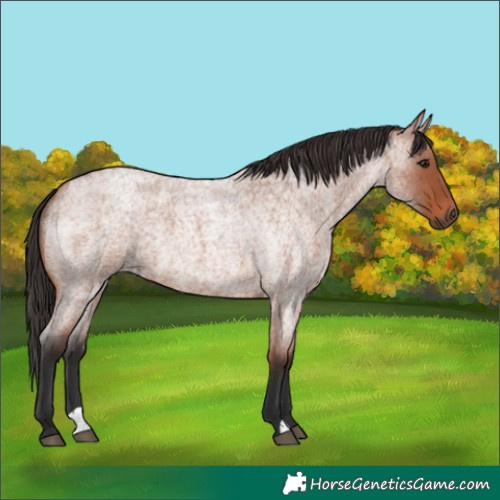 Horse Color:Bay Roan 