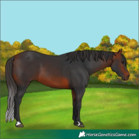 Horse Color:Bay 